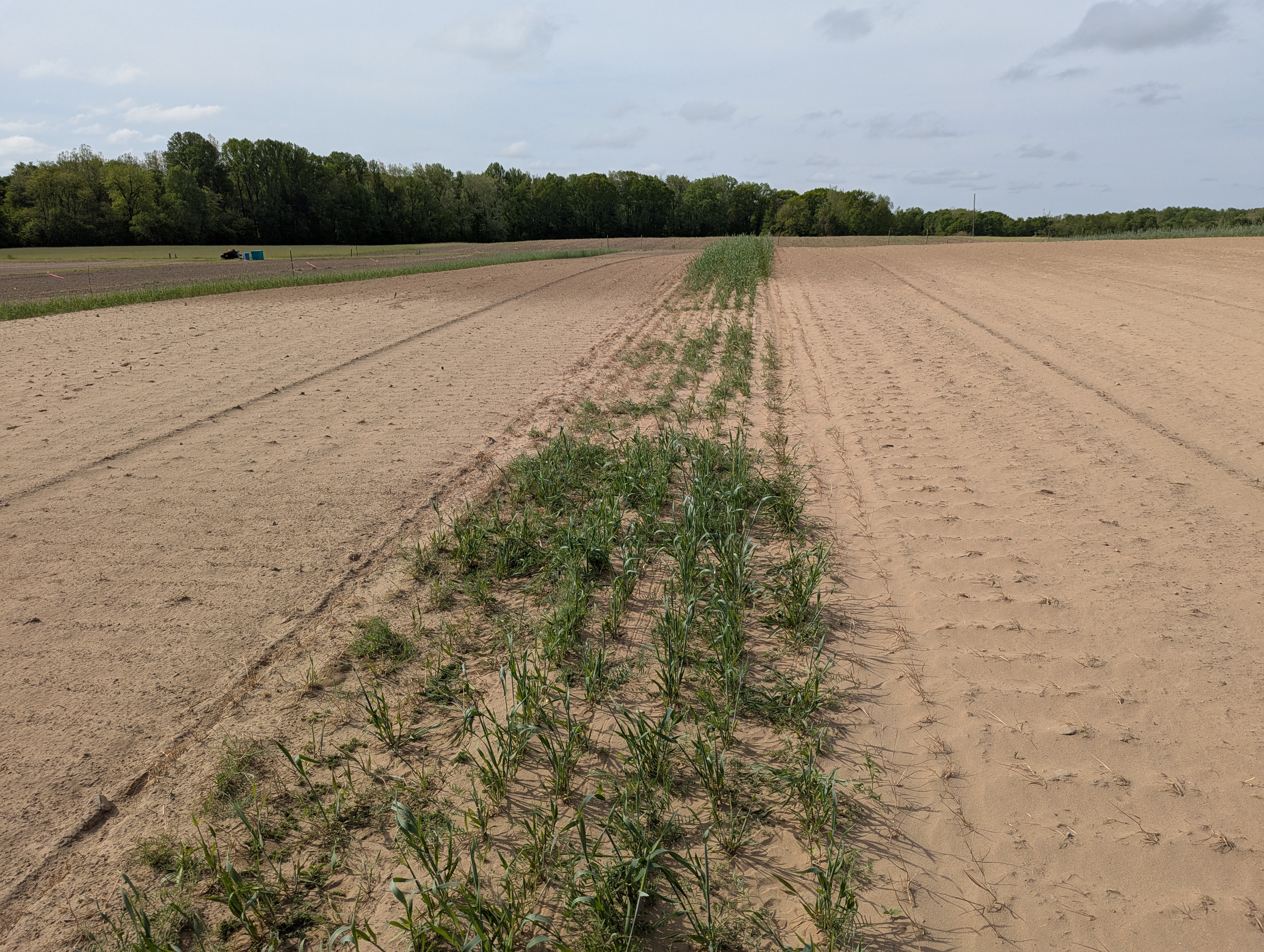 Sand blowing through a hole in the windbreak of an agricultural field.